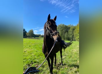 Caballo de deporte alemán, Caballo castrado, 7 años, 160 cm, Castaño oscuro