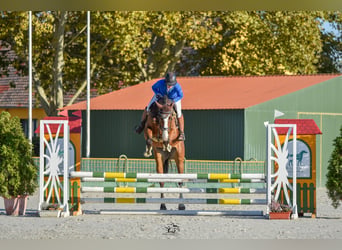 Caballo de deporte alemán, Caballo castrado, 7 años, 161 cm, Castaño