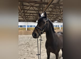 Caballo de deporte alemán, Caballo castrado, 7 años, 162 cm, Morcillo