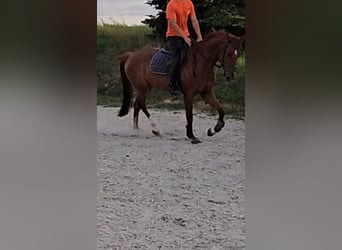 Caballo de deporte alemán, Caballo castrado, 7 años, 163 cm, Alazán