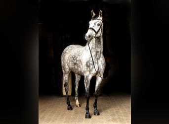 Caballo de deporte alemán, Caballo castrado, 7 años, 163 cm, Tordo