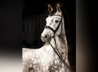 Caballo de deporte alemán, Caballo castrado, 7 años, 163 cm, Tordo