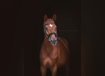 Caballo de deporte alemán, Caballo castrado, 7 años, 164 cm, Alazán