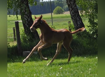 Caballo de deporte alemán, Caballo castrado, 7 años, 165 cm, Alazán-tostado