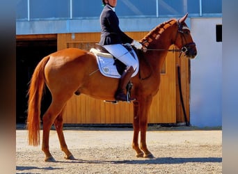 Caballo de deporte alemán, Caballo castrado, 7 años, 165 cm, Alazán-tostado