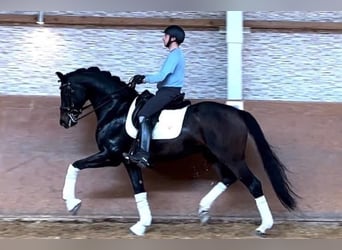 Caballo de deporte alemán, Caballo castrado, 7 años, 165 cm, Morcillo