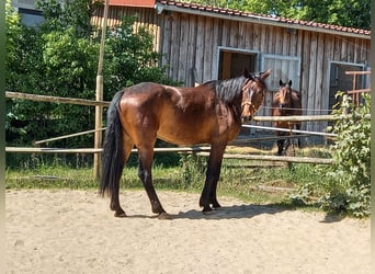 Caballo de deporte alemán, Caballo castrado, 7 años, 166 cm, Castaño