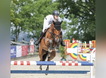 Caballo de deporte alemán, Caballo castrado, 7 años, 166 cm, Castaño