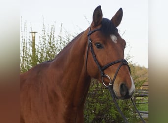 Caballo de deporte alemán, Caballo castrado, 7 años, 166 cm, Castaño