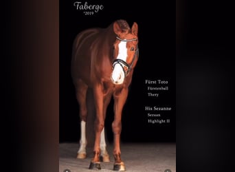 Caballo de deporte alemán, Caballo castrado, 7 años, 168 cm, Alazán