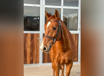 Caballo de deporte alemán, Caballo castrado, 7 años, 168 cm, Alazán