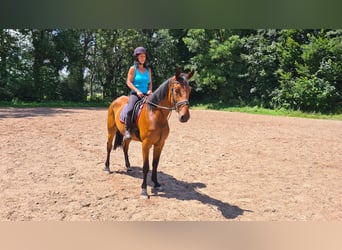 Caballo de deporte alemán, Caballo castrado, 7 años, 168 cm, Castaño