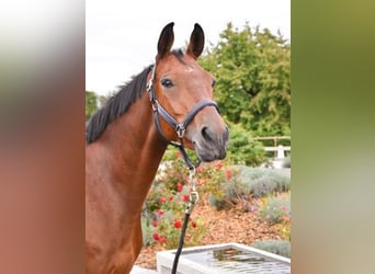 Caballo de deporte alemán, Caballo castrado, 7 años, 168 cm, Castaño