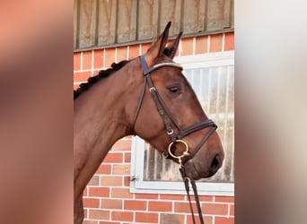 Caballo de deporte alemán, Caballo castrado, 7 años, 168 cm, Castaño