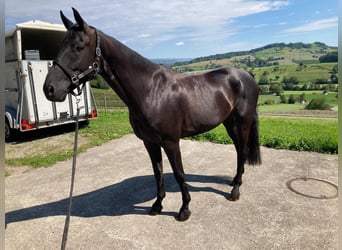 Caballo de deporte alemán, Caballo castrado, 7 años, 168 cm, Castaño oscuro