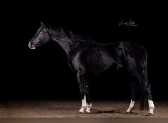 Caballo de deporte alemán, Caballo castrado, 7 años, 168 cm, Negro