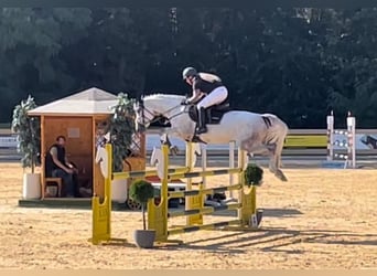 Caballo de deporte alemán, Caballo castrado, 7 años, 168 cm, Tordo