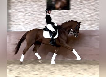 Caballo de deporte alemán, Caballo castrado, 7 años, 169 cm, Alazán