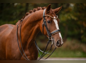 Caballo de deporte alemán, Caballo castrado, 7 años, 169 cm, Alazán