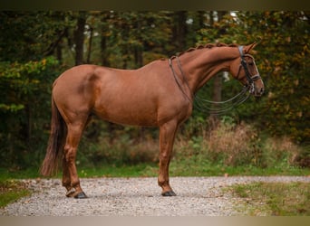 Caballo de deporte alemán, Caballo castrado, 7 años, 169 cm, Alazán