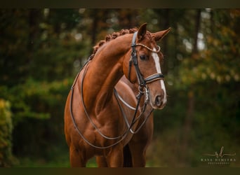 Caballo de deporte alemán, Caballo castrado, 7 años, 169 cm, Alazán