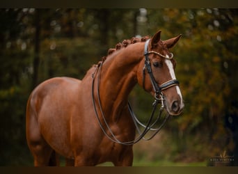 Caballo de deporte alemán, Caballo castrado, 7 años, 169 cm, Alazán