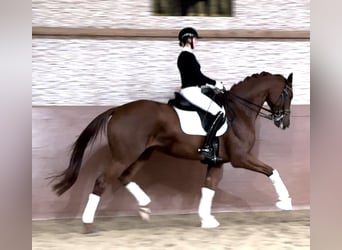 Caballo de deporte alemán, Caballo castrado, 7 años, 169 cm, Alazán