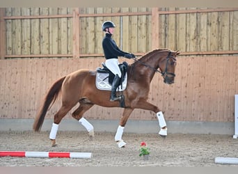 Caballo de deporte alemán, Caballo castrado, 7 años, 170 cm, Alazán