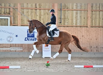 Caballo de deporte alemán, Caballo castrado, 7 años, 170 cm, Alazán