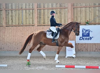 Caballo de deporte alemán, Caballo castrado, 7 años, 170 cm, Alazán