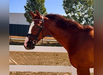 Caballo de deporte alemán, Caballo castrado, 7 años, 170 cm, Alazán