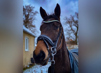 Caballo de deporte alemán Mestizo, Caballo castrado, 7 años, 170 cm