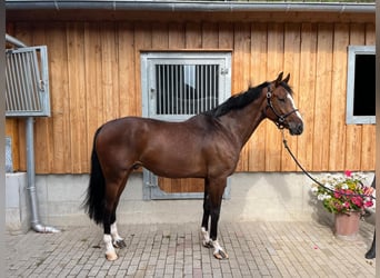 Caballo de deporte alemán, Caballo castrado, 7 años, 170 cm