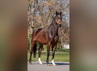 Caballo de deporte alemán, Caballo castrado, 7 años, 170 cm, Castaño
