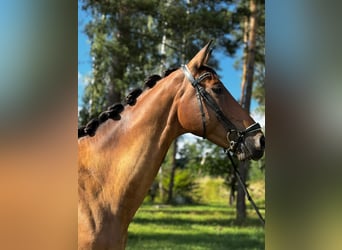 Caballo de deporte alemán, Caballo castrado, 7 años, 170 cm, Castaño