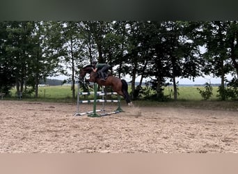 Caballo de deporte alemán, Caballo castrado, 7 años, 170 cm, Castaño