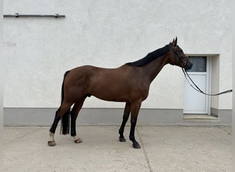 Caballo de deporte alemán, Caballo castrado, 7 años, 170 cm, Castaño