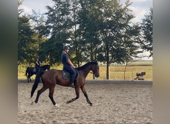 Caballo de deporte alemán, Caballo castrado, 7 años, 170 cm, Castaño