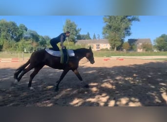 Caballo de deporte alemán, Caballo castrado, 7 años, 170 cm, Castaño