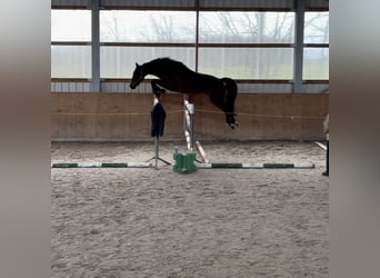 Caballo de deporte alemán, Caballo castrado, 7 años, 170 cm, Castaño