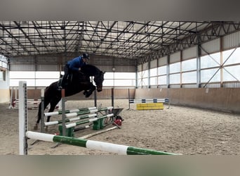 Caballo de deporte alemán, Caballo castrado, 7 años, 170 cm, Castaño