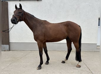 Caballo de deporte alemán, Caballo castrado, 7 años, 170 cm, Castaño