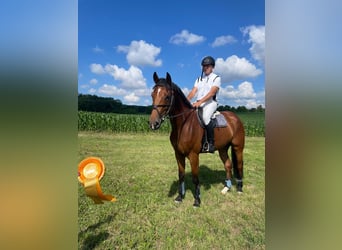 Caballo de deporte alemán, Caballo castrado, 7 años, 170 cm, Castaño