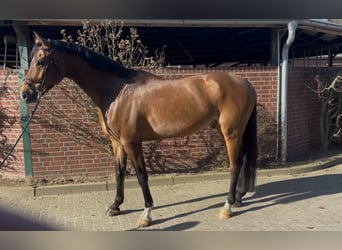 Caballo de deporte alemán, Caballo castrado, 7 años, 170 cm, Castaño