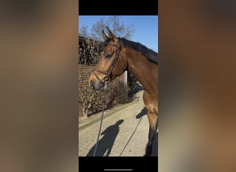 Caballo de deporte alemán, Caballo castrado, 7 años, 170 cm, Castaño