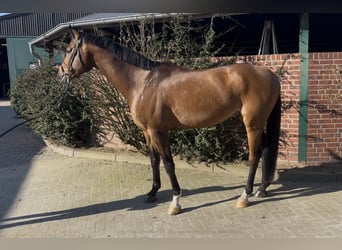 Caballo de deporte alemán, Caballo castrado, 7 años, 170 cm, Castaño