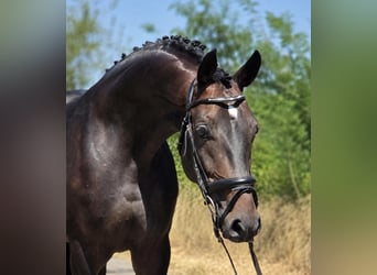 Caballo de deporte alemán, Caballo castrado, 7 años, 170 cm, Castaño oscuro