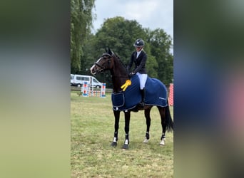 Caballo de deporte alemán, Caballo castrado, 7 años, 170 cm, Castaño oscuro