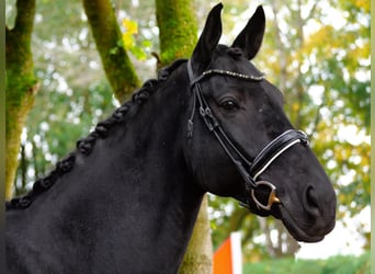 Caballo de deporte alemán, Caballo castrado, 7 años, 170 cm, Negro