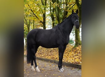 Caballo de deporte alemán, Caballo castrado, 7 años, 170 cm, Negro